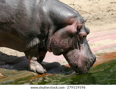 Hippo drinking some water.