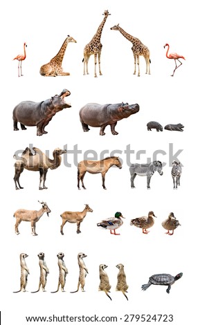 Collection of the zoo animals isolated on the white background