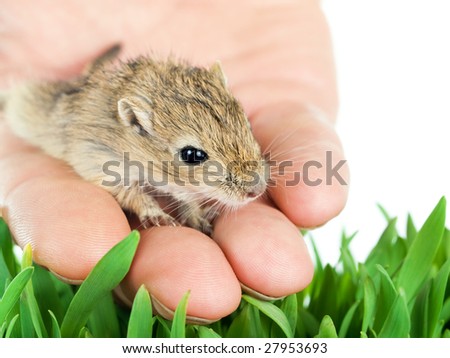 small gerbil on a hand setting free to the nature