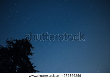 Starry Night and Pine Silhouette in Cambridge