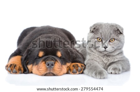 scottish kitten and sleeping rottweiler puppy lying together. Isolated on white background