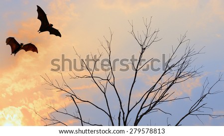 Bat silhouettes flying on isolate background - Halloween festival