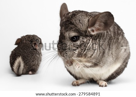 Closeup Mama and Baby Chinchilla in Front View on white Background