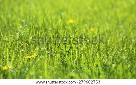 bright spring green grass sunny day 