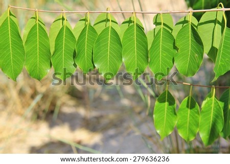 Green Leaf Arrangement - Nature Background - Colors of Life