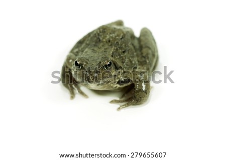 European frog on white background.