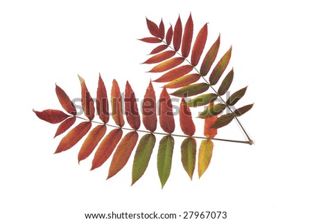 Two colorful leaves on the white background