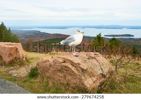 Seagull at Acadia National Park, Maine, USA.