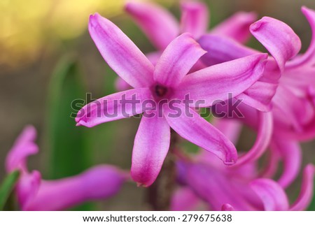 Pink hyacinth close up. Flowering. Spring mood.