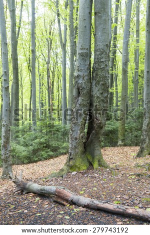 Hornbeam forest in the Carpathians