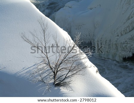 snow scene with tree