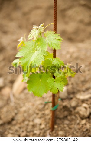 Vineyard in Slovenia in early spring