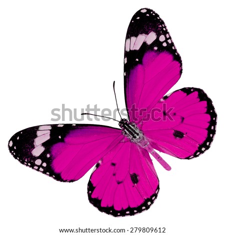 Beautiful Pink butterfly upper wing profile isolated on white background