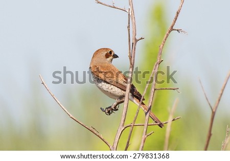 Red backed Shrike on branch, Lanius collurio