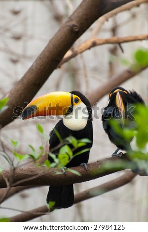 Picture of a toucan with nice colors.