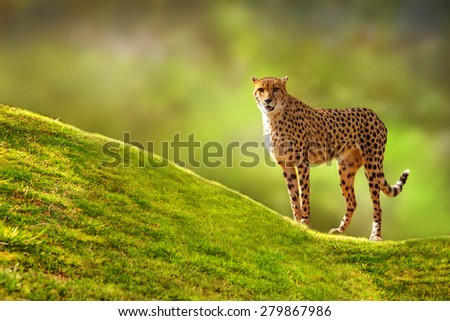 Beautiful spotted Cheetah standing on a green grass hill with a blurred tree background looking forward at the camera
