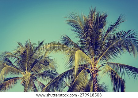 coconut palms on blue sky , retro style