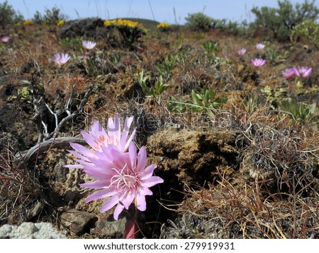 Bitterroot Flowers in the Desert