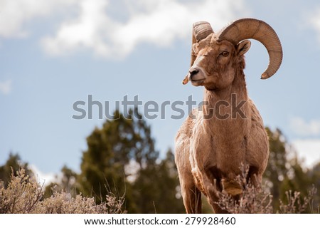 Big Horn Sheep, Ovis Canadensis Royalty-Free Stock Photo #279928460