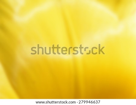 Blurred background derived from a photo taken in spring of a yellow tulip flower.
