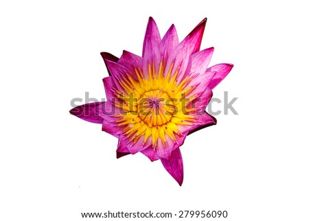 Pink lotus on white background with water drop