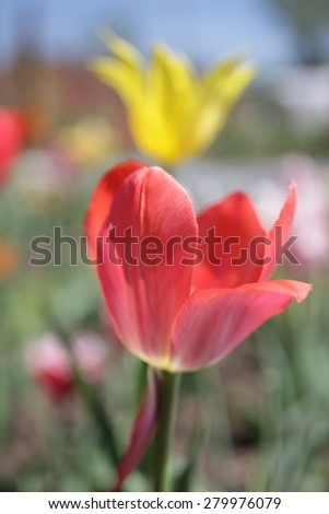 tulip abstract