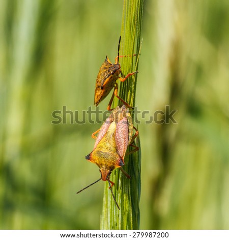 Carpocoris purpureipennis. Shield bug in rye field.