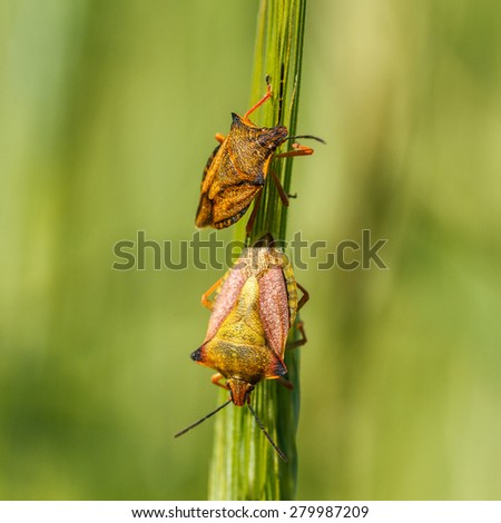 Carpocoris purpureipennis. Shield bug in rye field.