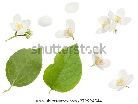 Fresh Jasmine flowers isolated on white Royalty-Free Stock Photo #279994544