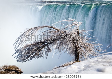 Tree covered by thick layer of iced mist, Niagara Falls Horseshoe on background