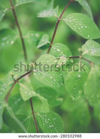 young spring leaves on green background in wet forest - retro vintage film look