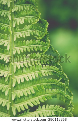 young spring fern leaves on green background in wet forest - retro vintage film look