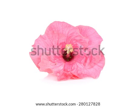 hibiscus flower with one ant isolated on white background.