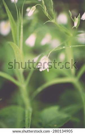 white spring flowers on green background with shallow depth of field - retro vintage film look