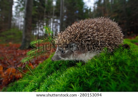 European Hedgehog, Erinaceus europaeus, on a green moss in the forest, photo with wide angle lens.