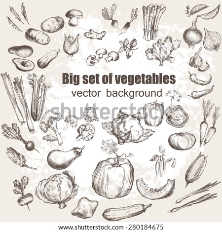 Big set of vegetables. Vector illustration in vintage style. Hand drawn illustration.
