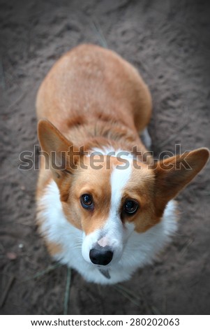 Corgi is posing for a picture at a dog park