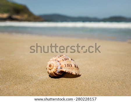 Seashell on the yellow sand. Background