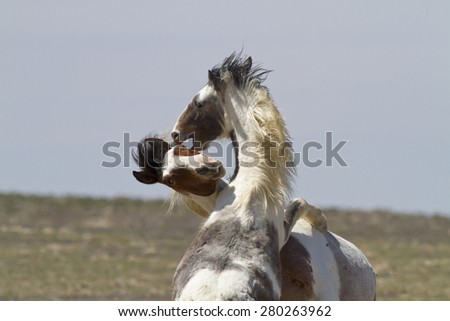 Horse Play. Wild Horses playing
