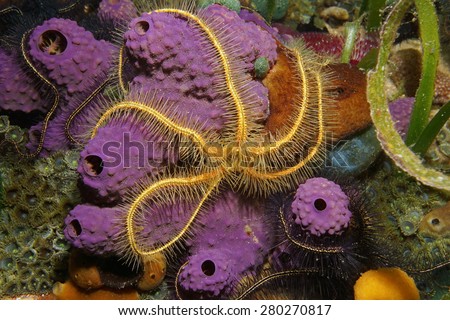 Underwater creature, a Suenson's brittle star, Ophiothrix suensoni, over branching tube sponge, Caribbean sea Royalty-Free Stock Photo #280270817
