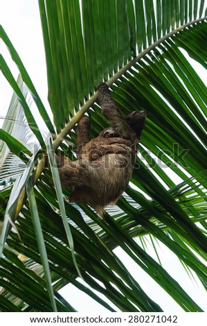 Female Brown-throated sloth with its baby nestled up against her tummy, climbing a palm leaf, Costa Rica, Central America
