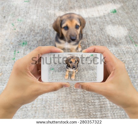 man taking a picture of a stray dog
