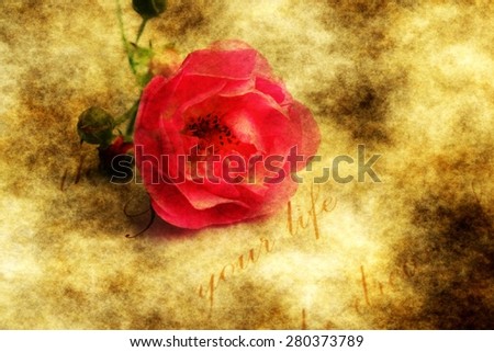 Red rose on grunge background