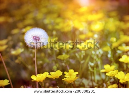 Dandelion seeds and yellow flowers as background 