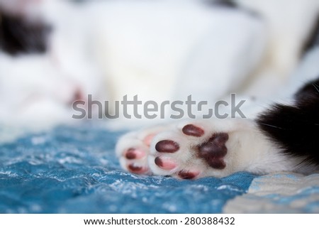 Cat's paw closeup