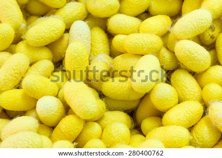 Close up yellow silkworm cocoon ,Beginning of silk