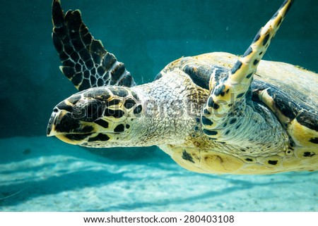 The green turtle in Okinawa Churaumi Aquarium .