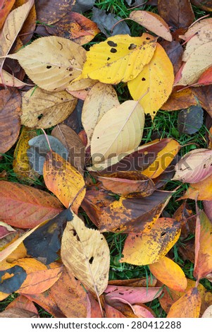 Colorful Leaves on a Sunny Autumn Day