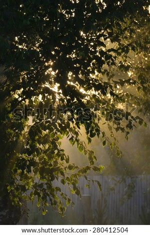 the sun's rays passing through the foliage of the tree 