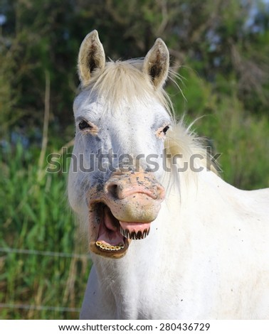 Portrait of the White Camargue Horse in Parc Regional de Camargue - Provence, France,Funny pictures. An excellent illustration. 